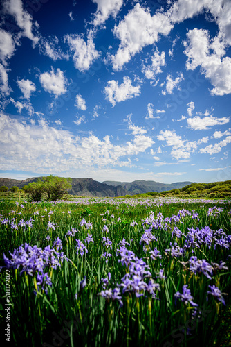wild iris in a mountain meadow