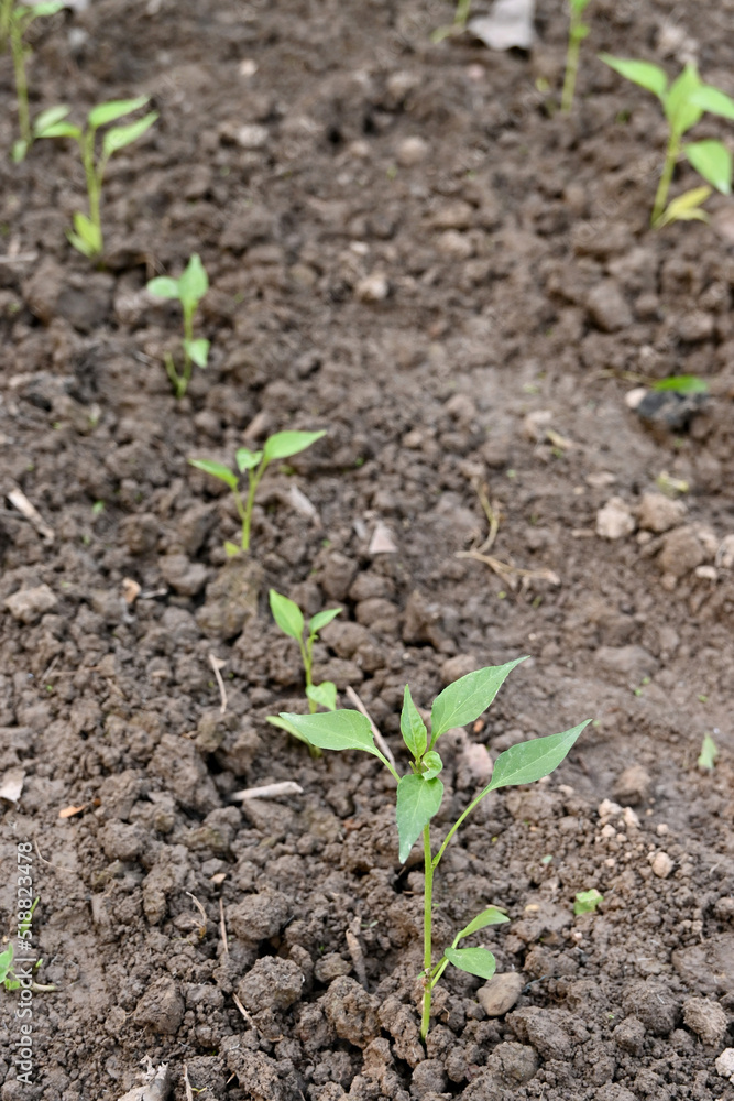 closeup the bunch ripe small chilly plant soil heap in row and growing with leaves in the farm soft focus natural green brown background. closeup the bunch ripe small chilly plant soil heap in row and growing with leaves in the farm soft focus natural green brown background.