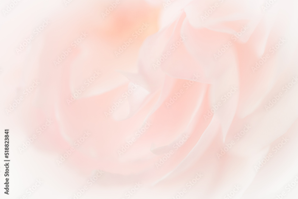 Close up of pink rose petals on light pink background. soft filter.