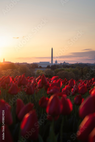 The Lincoln Memorial, the Washington Monument, and the US Capitol all lined up at sunrise with a foreground of scarlet tulips at sunrise from the Netherlands Carillon.