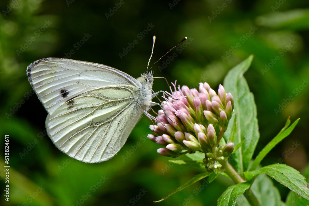 Green-veined white // Rapsweißling, Grünader-Weißling (Pieris napi) Green-veined white // Rapsweißling, Grünader-Weißling (Pieris napi)