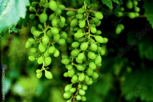 Two large groups of green grapes growing on a bush in the garden