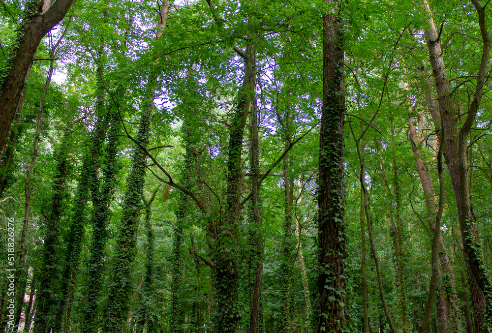Fototapeta premium green forest in the morning