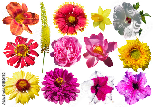Collection of different multicolored flowers isolated on white background.