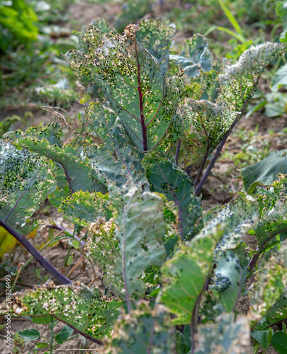 Cabbage flea beetle (Phyllotreta cruciferae) or crucifer flea beetle. Damaged leaves of purple kohlrabi (German or Cabbage Turnip) in the vegetable garden. photo