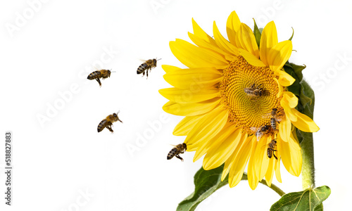 honey bees Apis mellifera drinking nectar from sunflower © Vera Kuttelvaserova
