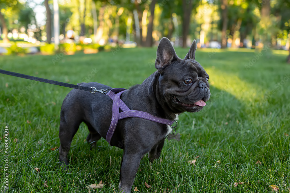 bulldog dog walks on a leash against the backdrop of a park and tries to look away