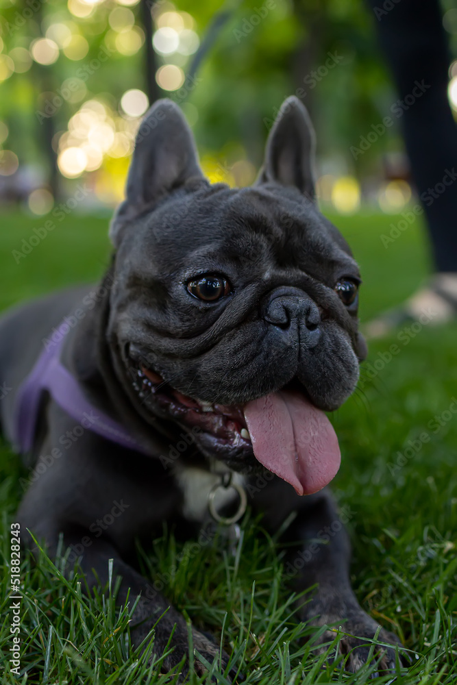 black dog french bulldog lay down on the lawn in the park and stuck out his tongue