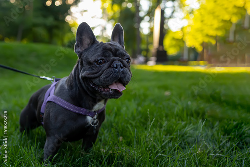 beautiful dog breed french bulldog pricked up and looks intently to the side © Roman