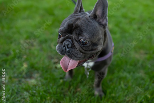 funny doggy french bulldog runs in the park on the lawn with his tongue hanging out © Roman