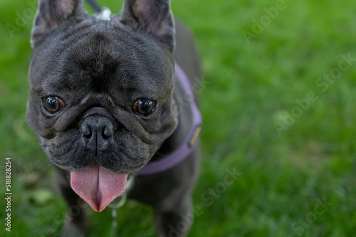 funny doggy french bulldog runs in the park on the lawn with his tongue hanging out © Roman