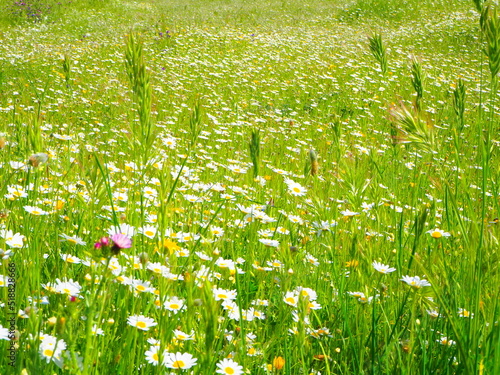 Flores de margaritas silvestres