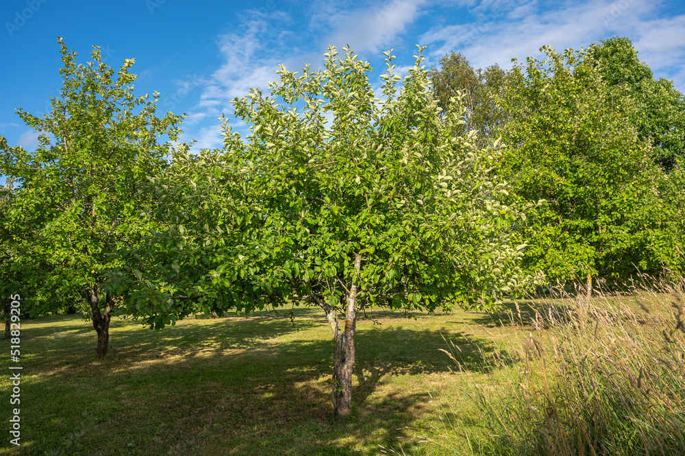 Young apple trees grow in summer in the garden.