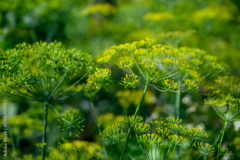 Dill plants in bloom in the home garden Dill plants in bloom in the home garden