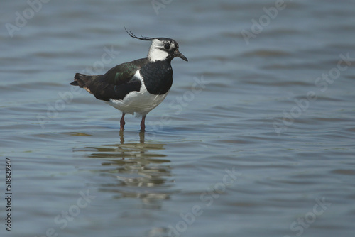 A Northern Lapwing standing in a flooded meadow 