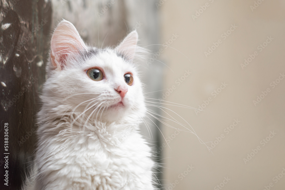 portrait of a white cat looking to the side at home.