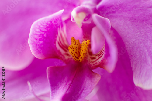 Pink orchid flower close up macro photo. Sensual photo with orchid for card design.