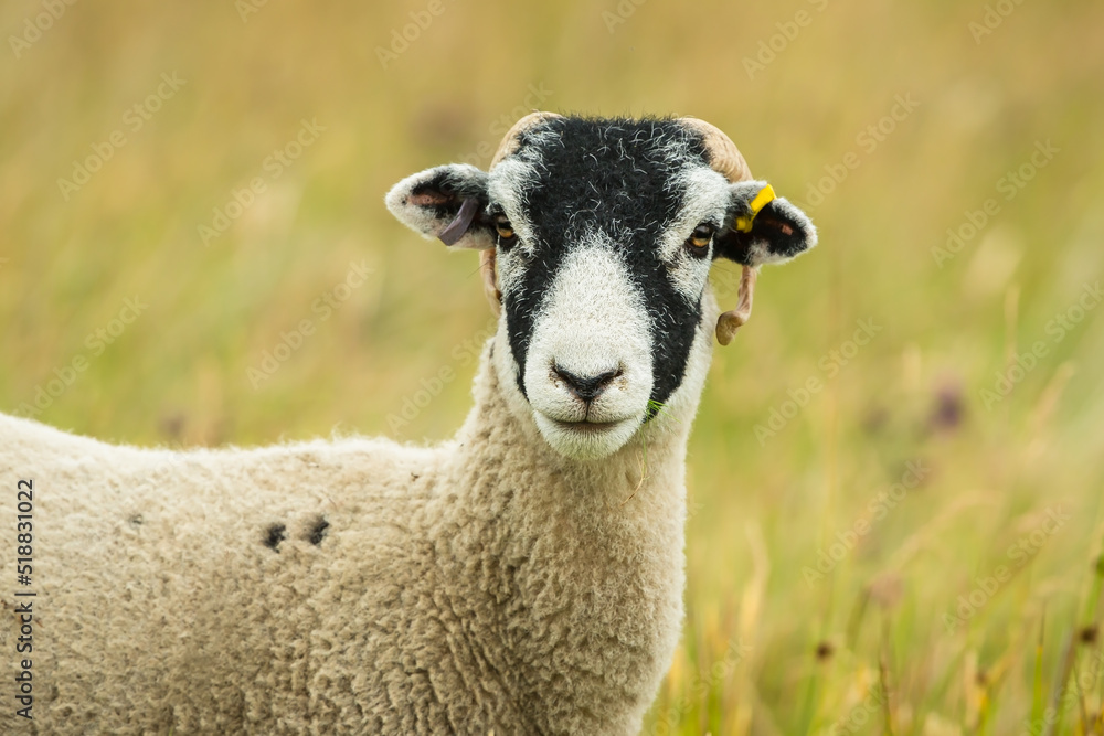 Fototapeta premium Swaledale ewe or female sheep, facing forward in summer meadow. Close up of head and shoulders. Clean background. Horizontal. Copy space.