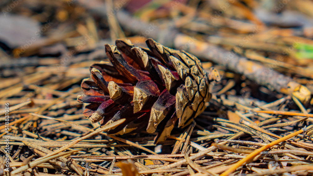 Forest. Pines, Cones. Beautiful nature. Forest. Pines, Cones. Beautiful nature.