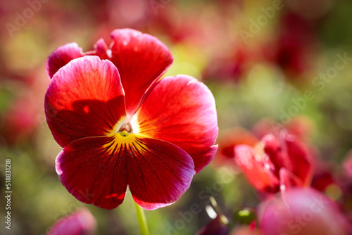 Red and Yellow Flower with bokeh / Nature / Garden photo