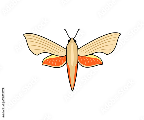 Orange nocturnal moth, butterfly and moth, logo design. Flying insects, nature, entomology and entomological, vector design and illustration