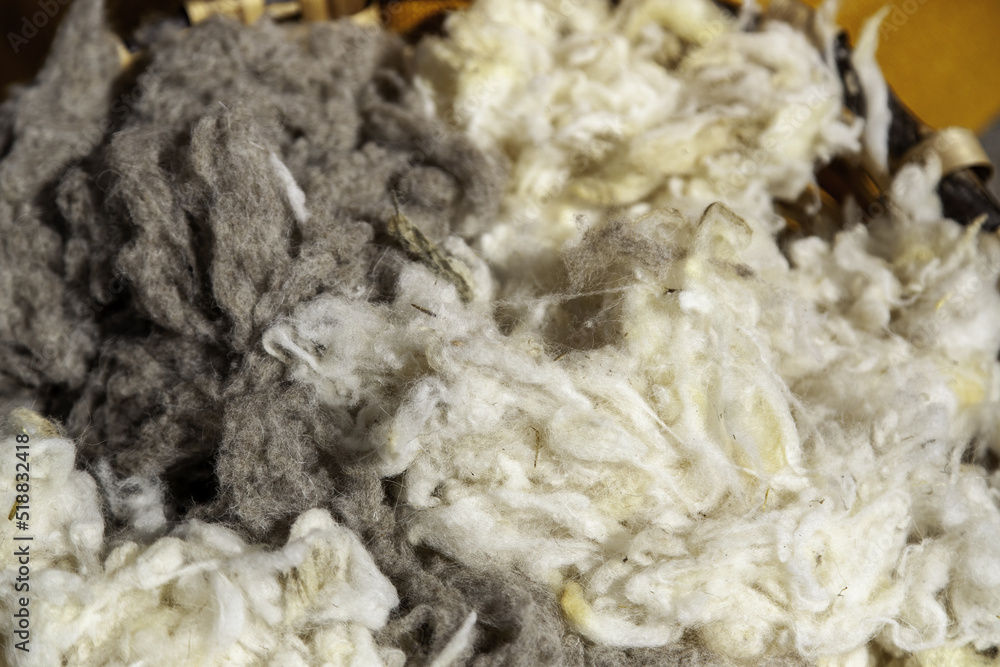 Sheep virgin wool Sheep virgin wool
