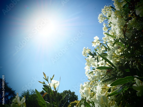 Sol y flores blancas
