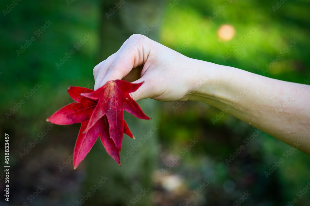 red flower in hand with bokeh