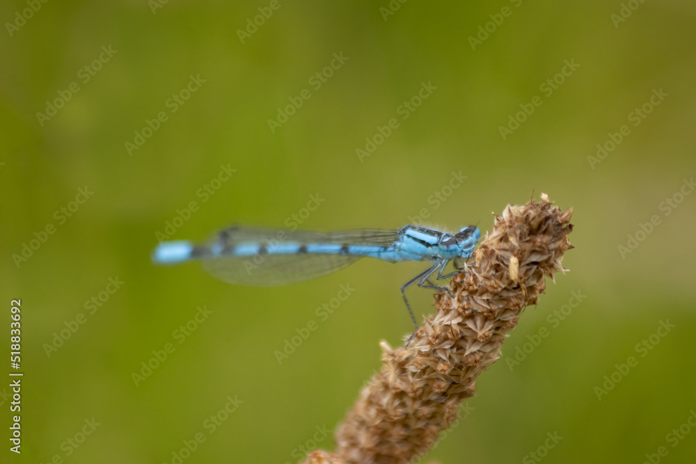 blue dragonfly on a twig blue dragonfly on a twig