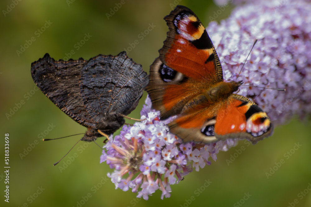 Obraz premium butterfly on a flower