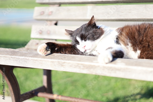 sun bathing cat in park photo