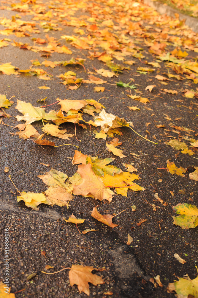Fallen yellow leaves lie on the road after the rain. Wet autumn leaves on the pavement.