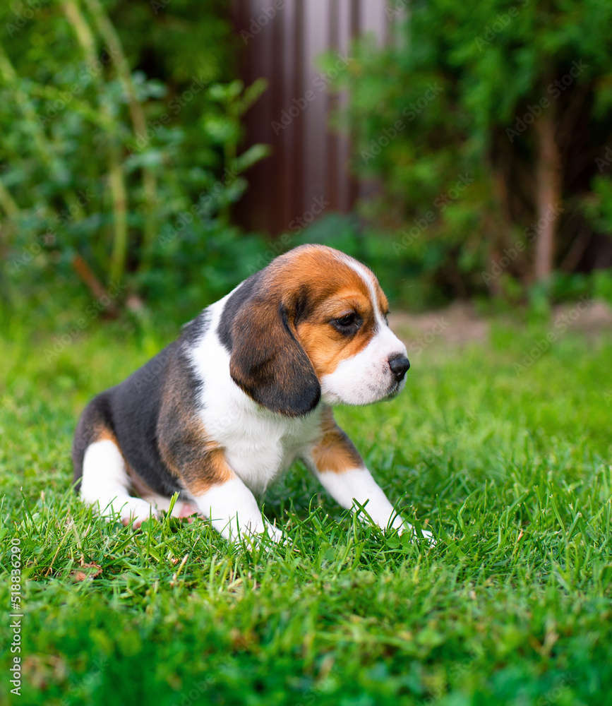 A small beagle puppy. The beautiful puppy is three weeks old. It is on the background of blurred green grass A small beagle puppy. The beautiful puppy is three weeks old. It is on the background of blurred green grass