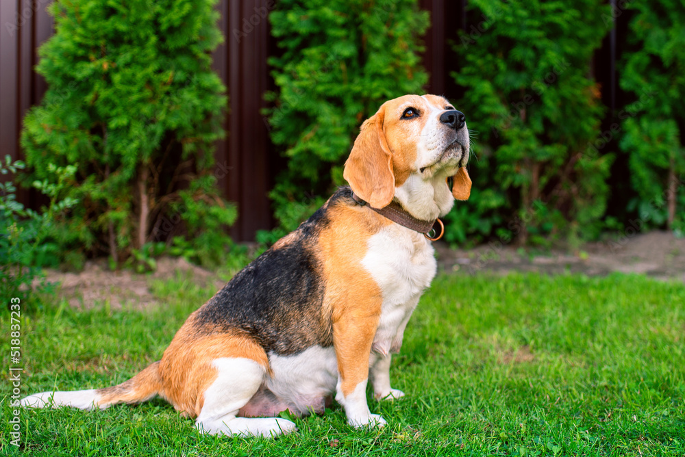 A beagle dog sits on a background of blurred grass. An old dog that recently gave birth to puppies A beagle dog sits on a background of blurred grass. An old dog that recently gave birth to puppies
