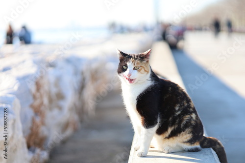 cat on beach with bokeh photo