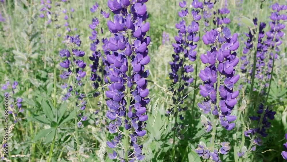 Purple lupin flower close-up. Camera movement from top to bottom. Spring landscape, meadow grasses and flowers sway in the wind on a sunny day Purple lupin flower close-up. Camera movement from top to bottom. Spring landscape, meadow grasses and flowers sway in the wind on a sunny day