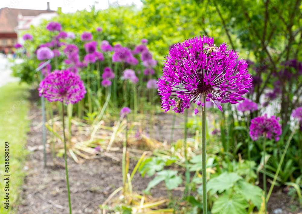 Fototapeta premium Flowering green onions in the beds in summer