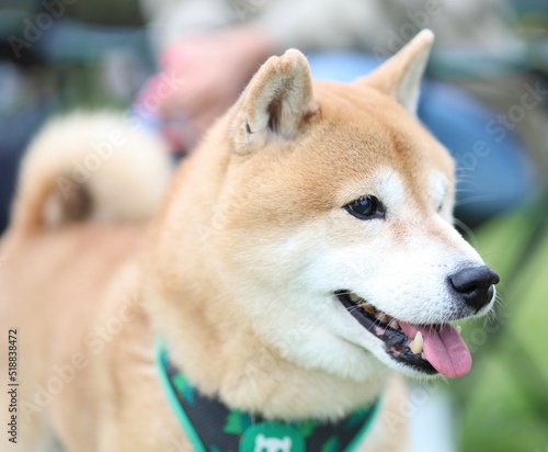 close up of a corgi dog with bokeh photo