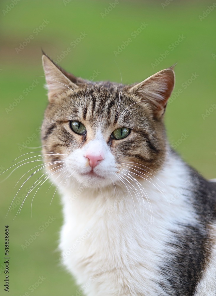close up portrait of a sad cat in garden with bokeh