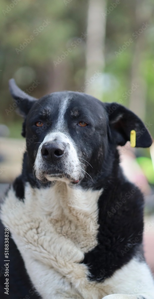 close up potrait of black and white sad dog with bokeh close up potrait of black and white sad dog with bokeh