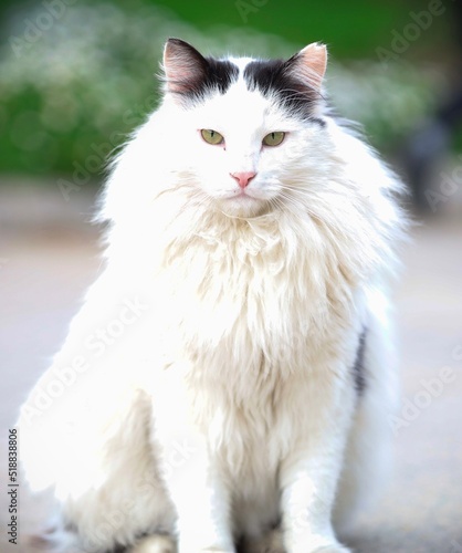 close up potrait of white majestic cat with bokeh photo