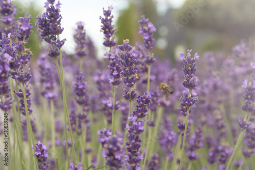 Purple blurred lavender flowers on a lavender field.