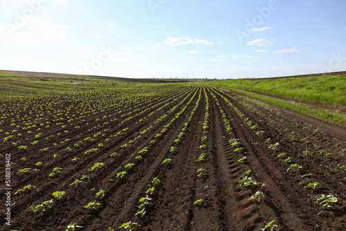 Agricultural field with sunflower seedlings on sunny day