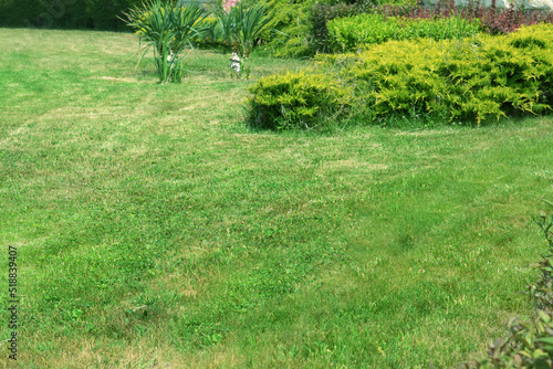 Beautiful yard with green lawn and shrubbery