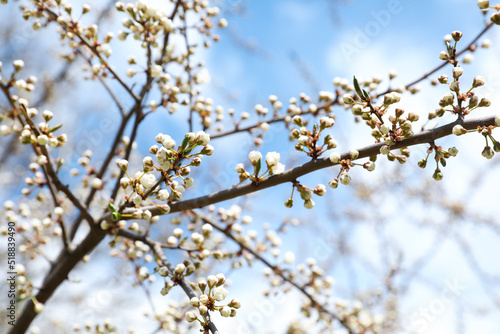 Closeup view of cherry tree with beautiful flower buds outdoors