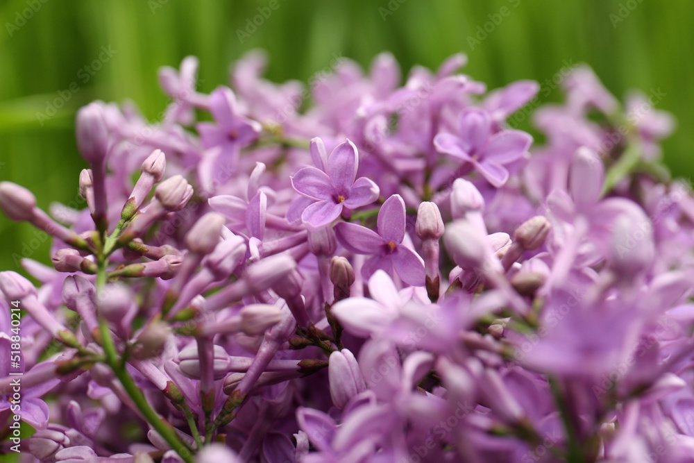 Beautiful lilac flowers on blurred background, closeup Beautiful lilac flowers on blurred background, closeup