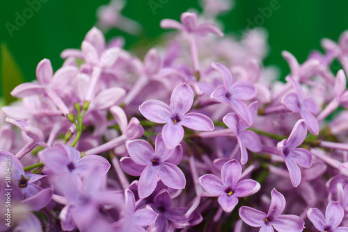 Beautiful lilac flowers on blurred background  closeup