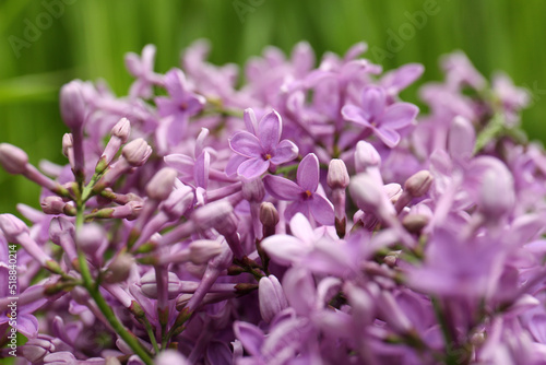 Beautiful lilac flowers on blurred background  closeup
