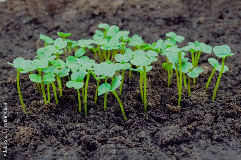 Fresh microgreens arugula, rucola sprouts growing: close up view, macro. Spring, germination, natural, raw, growth and healthy food concept Fresh microgreens arugula, rucola sprouts growing: close up view, macro. Spring, germination, natural, raw, growth and healthy food concept