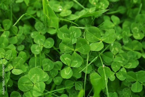 Beautiful green clover leaves and grass growing outdoors  closeup